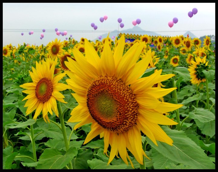 【2012广西武宣金葵花节摄影图片】2012广西