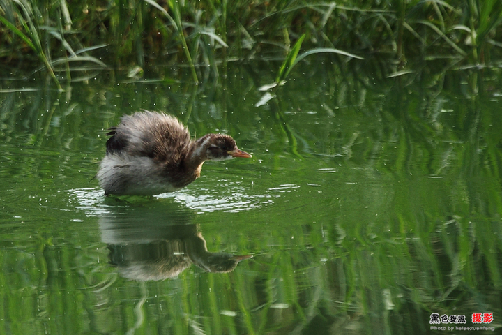 【湿地水鸟之小TP摄影图片】杜台分洪道生态