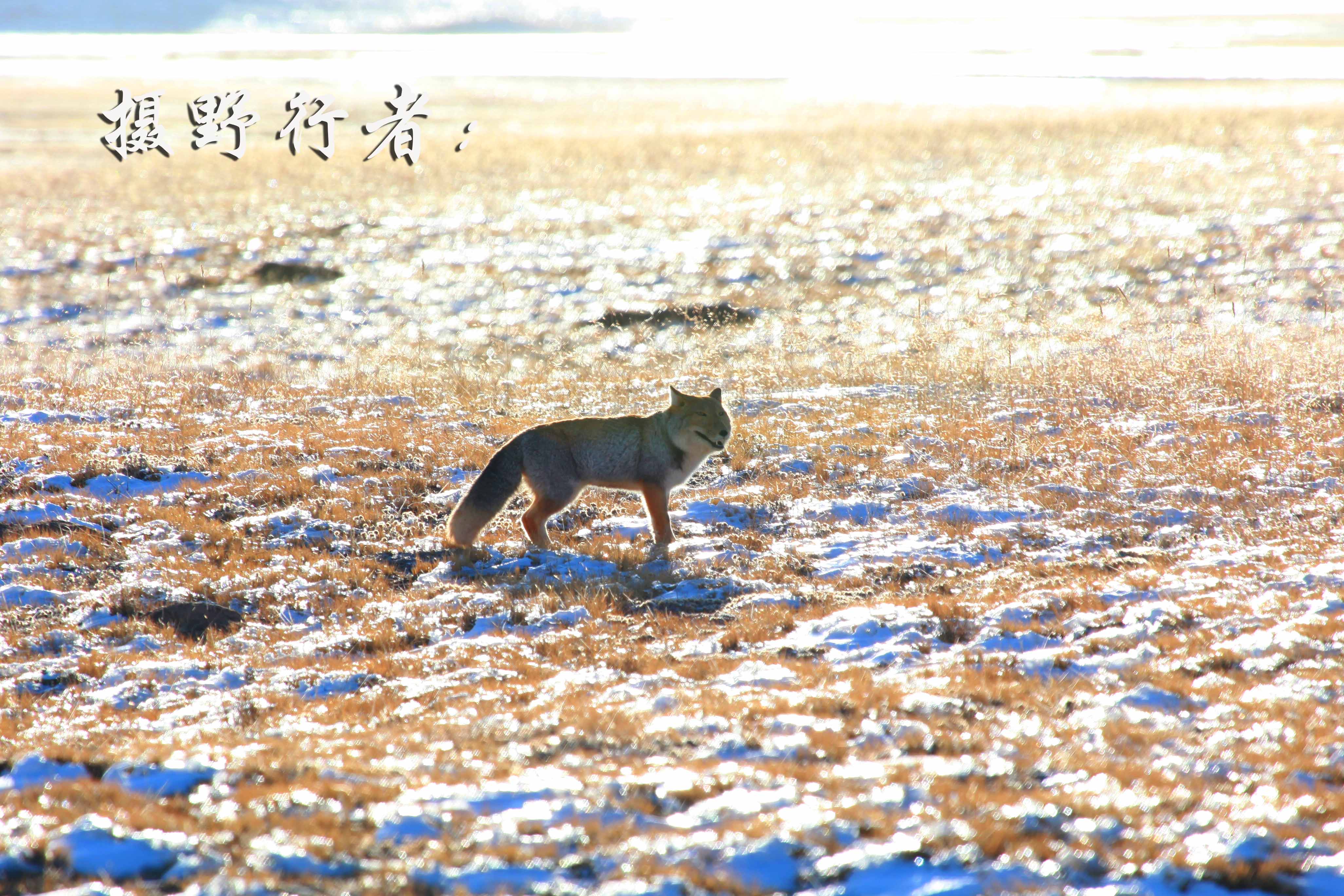 世界上五种好看的狐狸，第一名在世界最可爱物种排行榜排名第一_赤狐_北极狐_沙狐