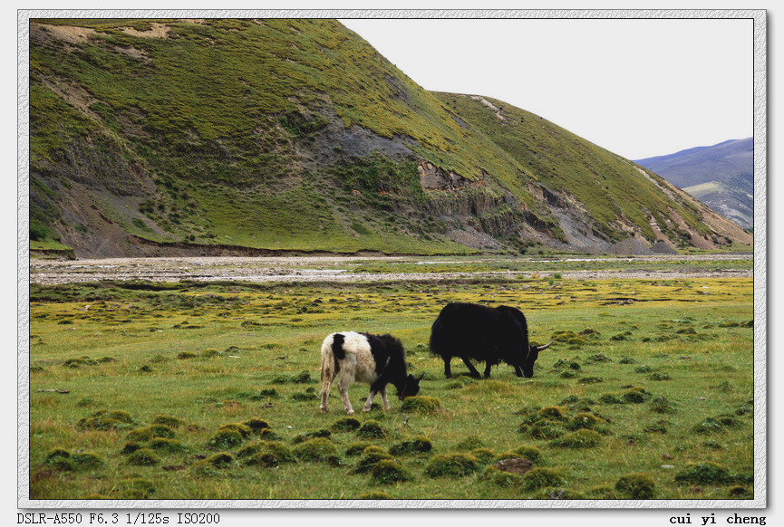yak meadow,walking shoes 牦牛.草甸