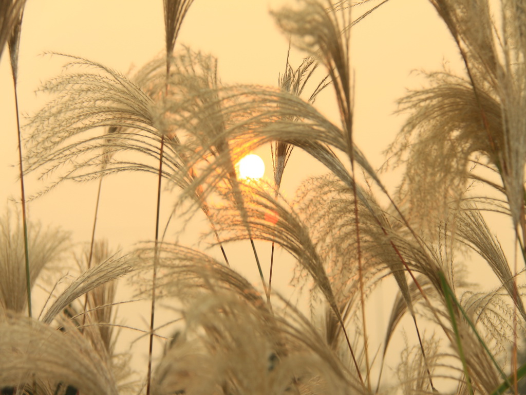 【夕阳-芦苇摄影图片】山坡生态摄影_残阳如血_太平洋