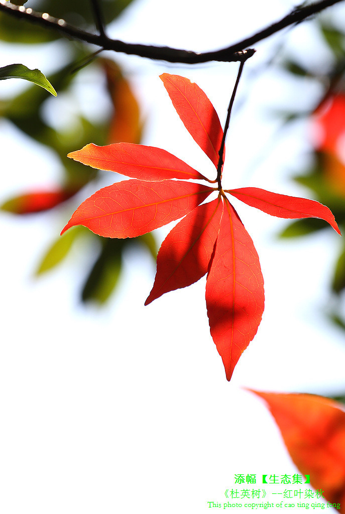 【红叶染秋--杜英树摄影图片】上海生态摄影_