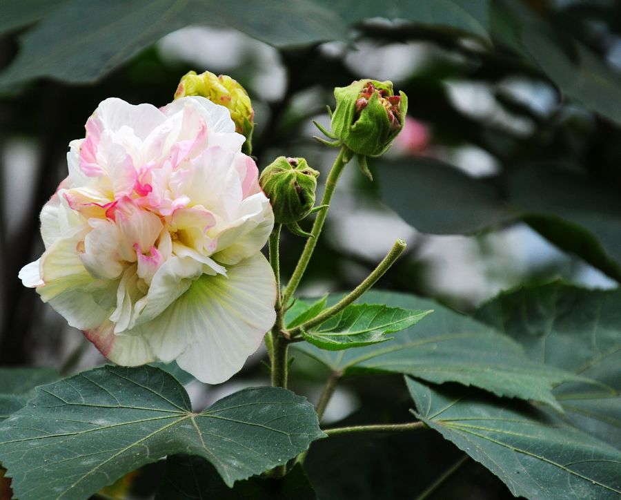 小区盛开的芙蓉花