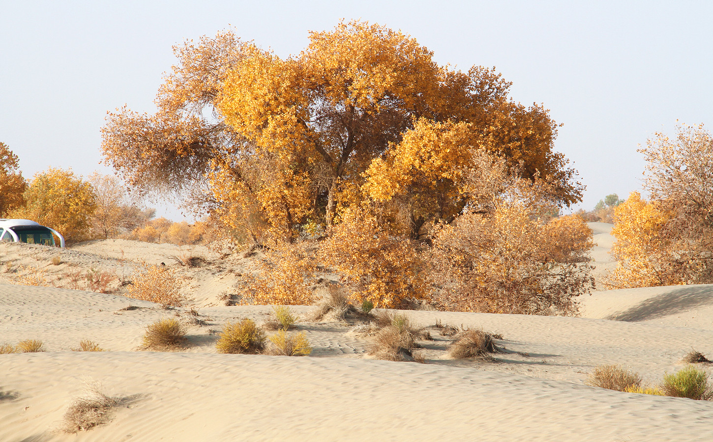 沙漠里的树图片素材-编号30163879-图行天下