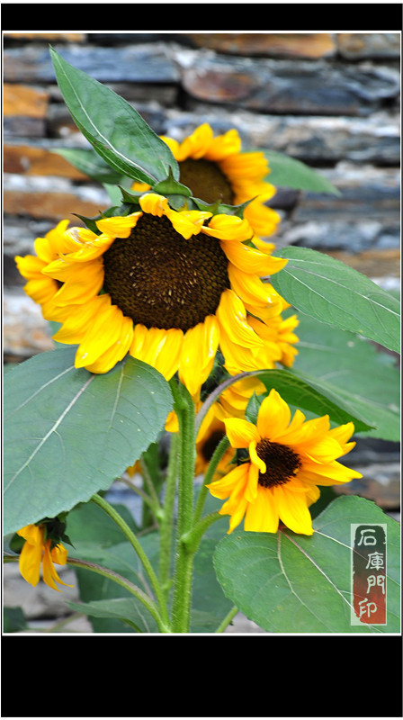 【【夏日观赏植物-向日葵】【上海辰山植物园