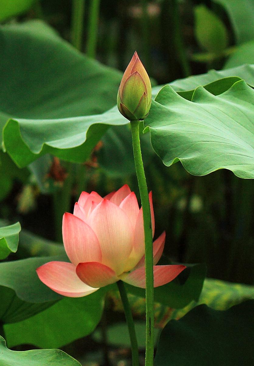 【荷花摄影图片】深圳洪湖公园生态摄影_白头翁摄影