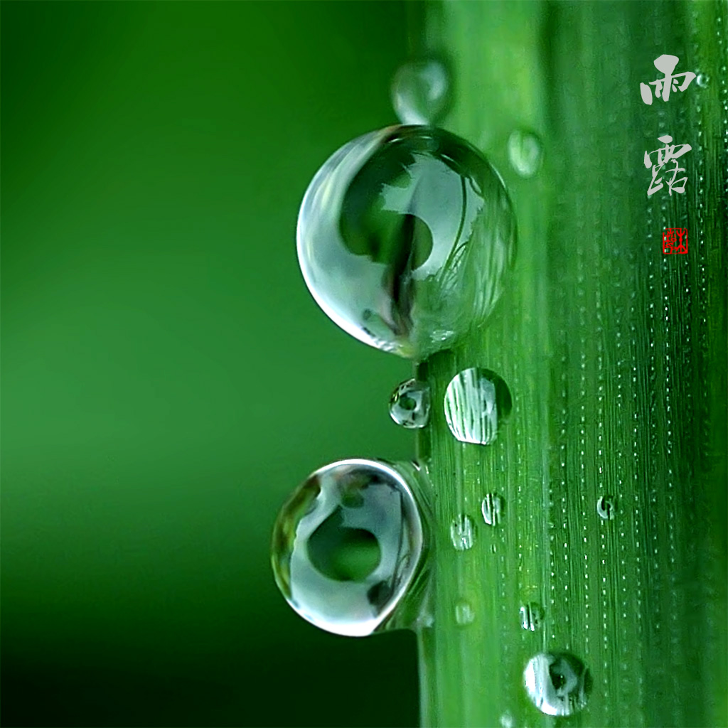 绿色树叶露珠谷雨节气照片中文海报