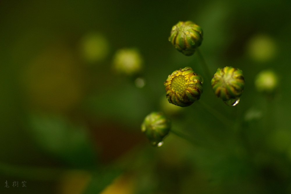 雨中野菊花