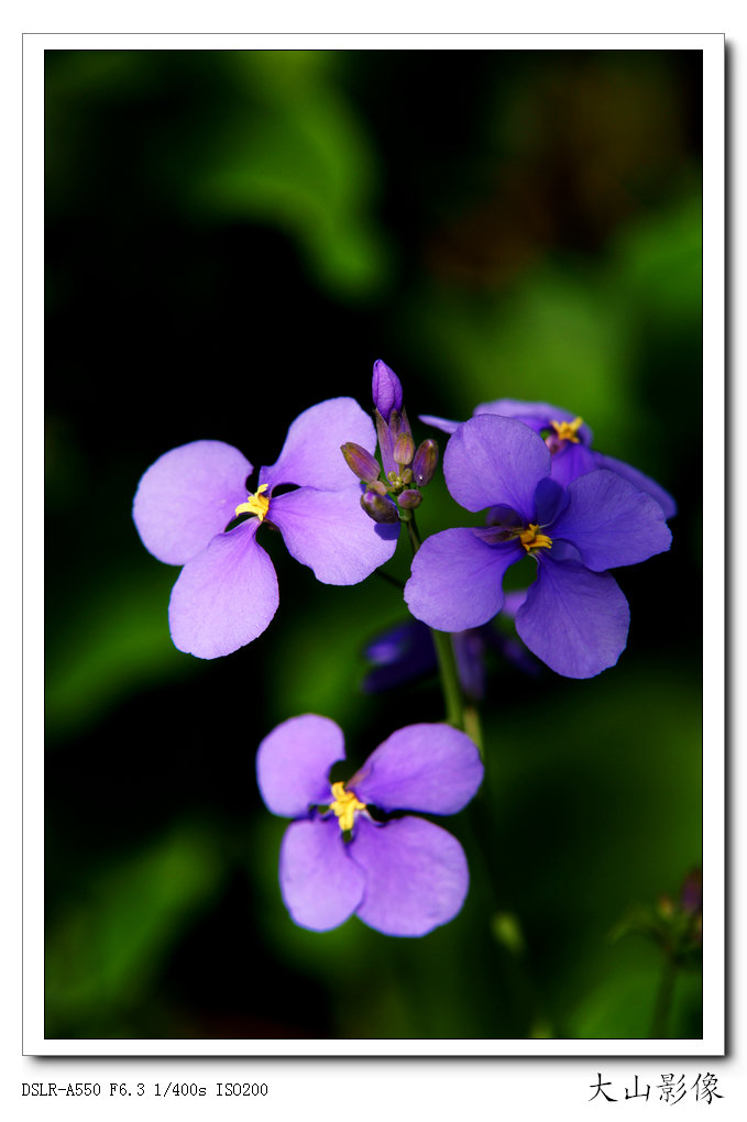 漂亮小花