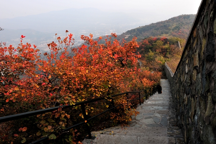 北京香山红叶