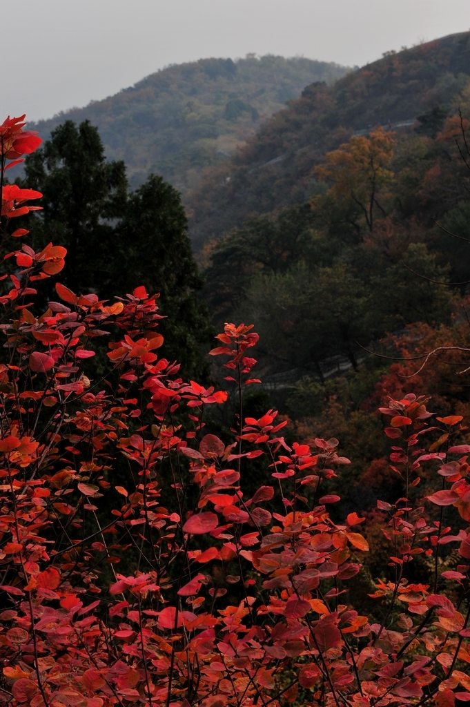 北京香山红叶