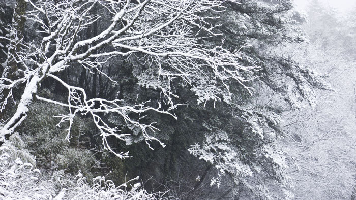 【2012.11.3神农架第一场雪摄影图片】神农架