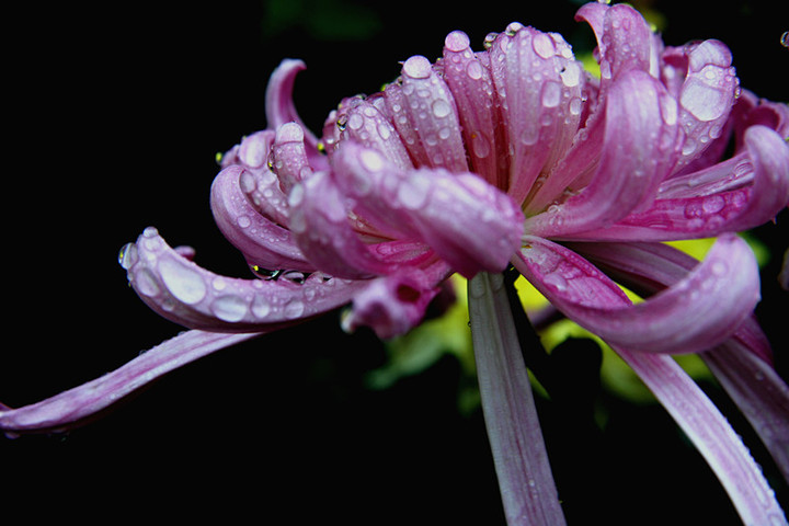 秋雨恋菊