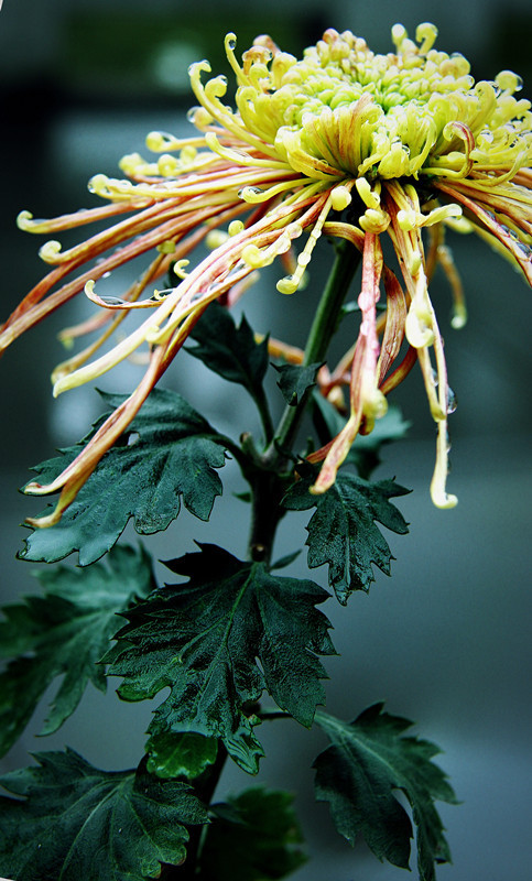 秋雨恋菊