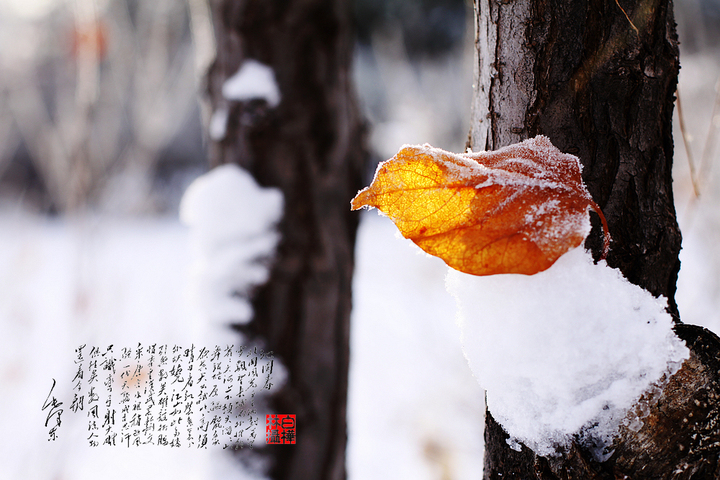 【雪之恋摄影图片】大庆城市森林风光摄影