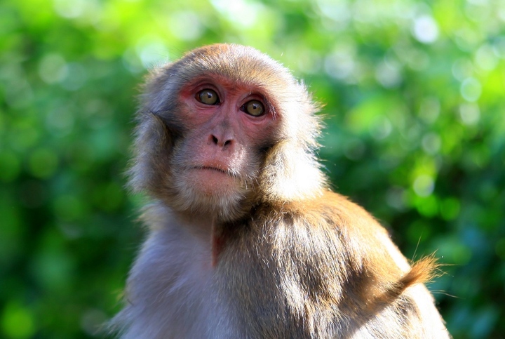 【尼泊尔猴庙看猴子摄影图片】尼泊尔猴庙生态