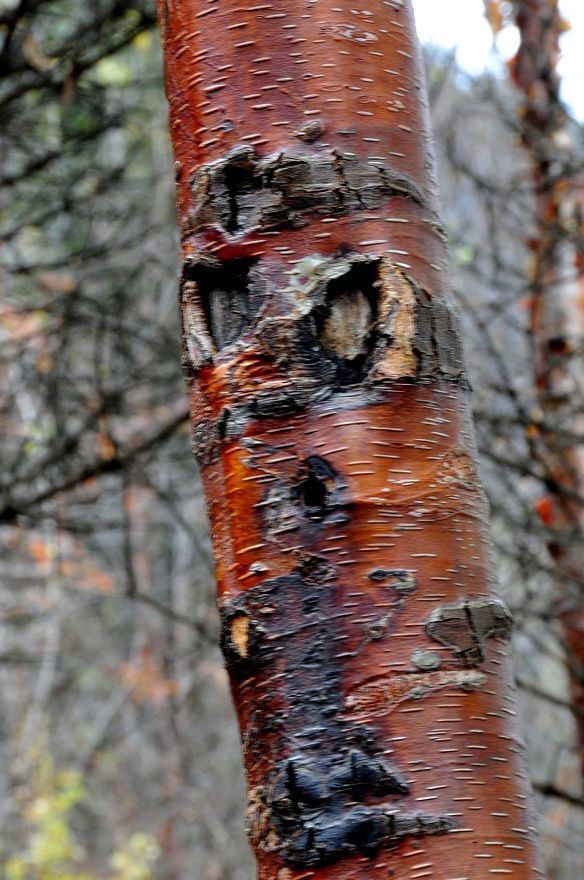 【九寨沟--红桦树摄影图片】九寨沟风光旅游摄