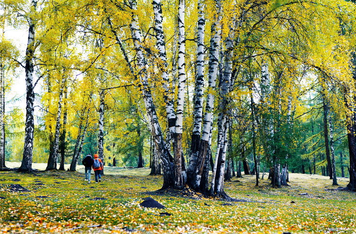 【白桦树摄影图片】新疆生态摄影_人生于世