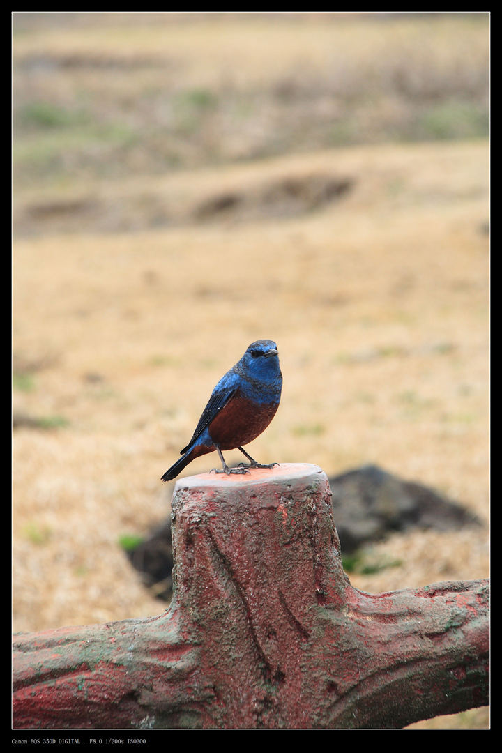 【韩国风情画摄影图片】韩国首尔、济州风光旅