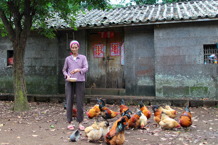 【农妇喂鸡图摄影图片】海口乡村纪实摄影