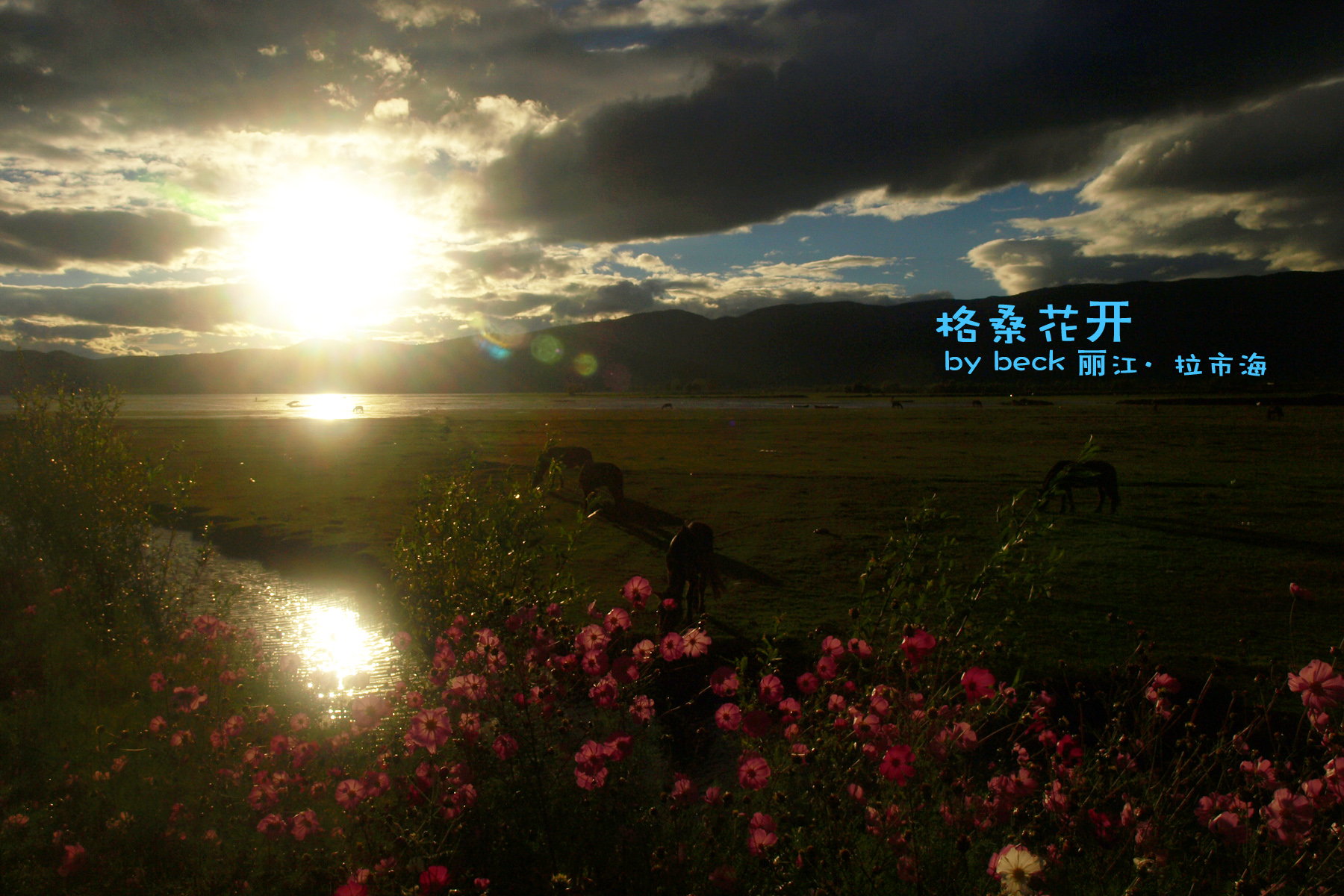 【格桑花开摄影图片】拉市海风光摄影_小肥的_太平洋电脑网摄影部落