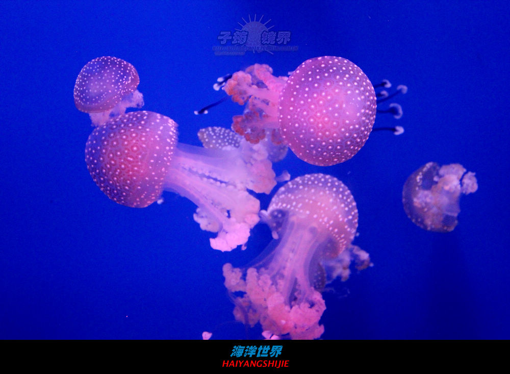 海洋世界(二)--水母