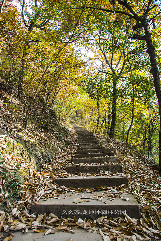 龙池坪森林公园