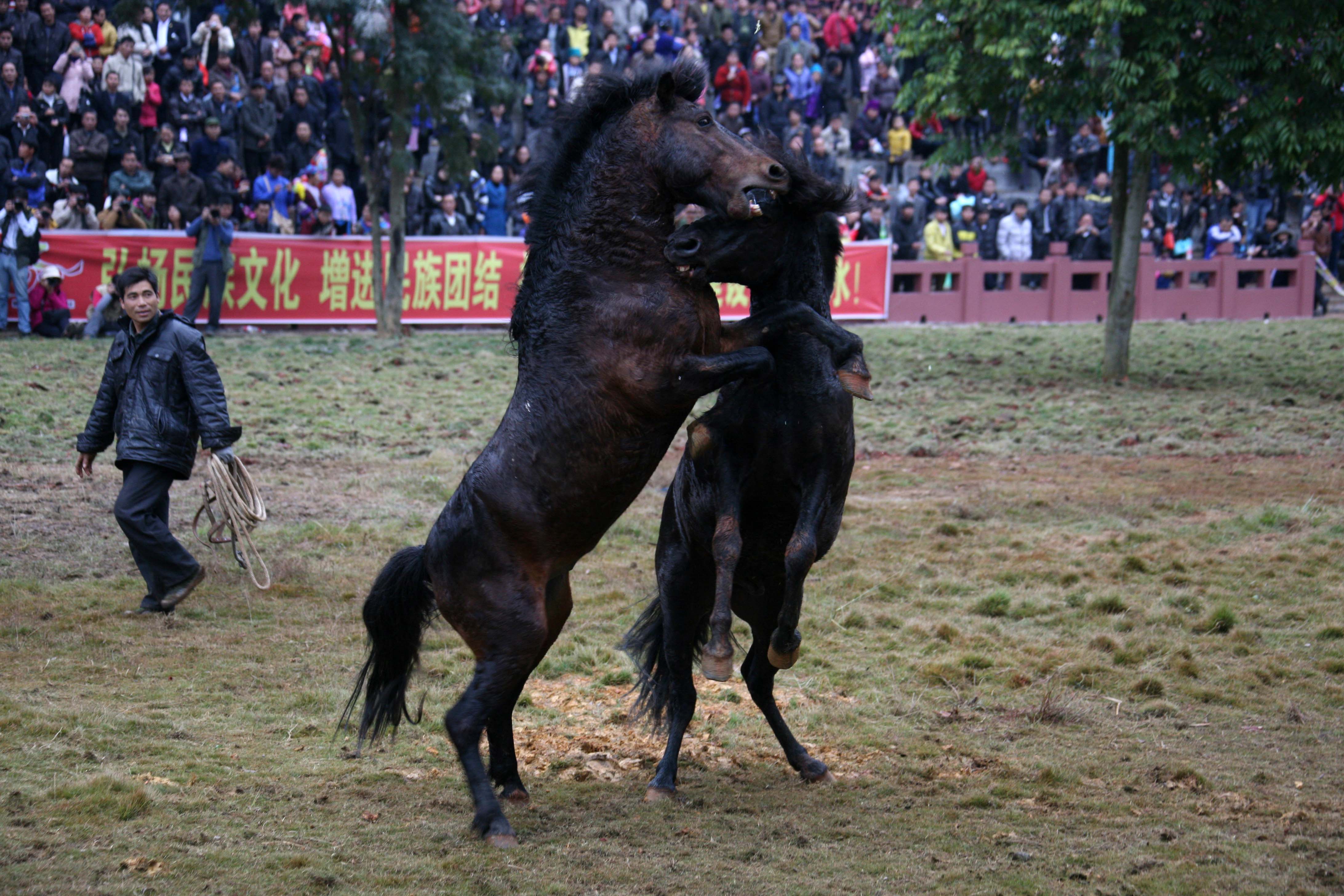 《斗马—摄影图片】柳州融水苗族自治县