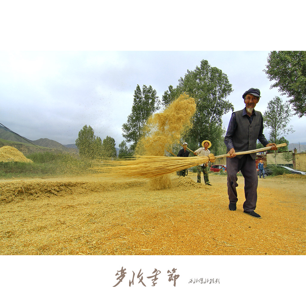 麦收季节
