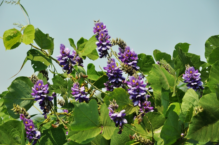 野葛花