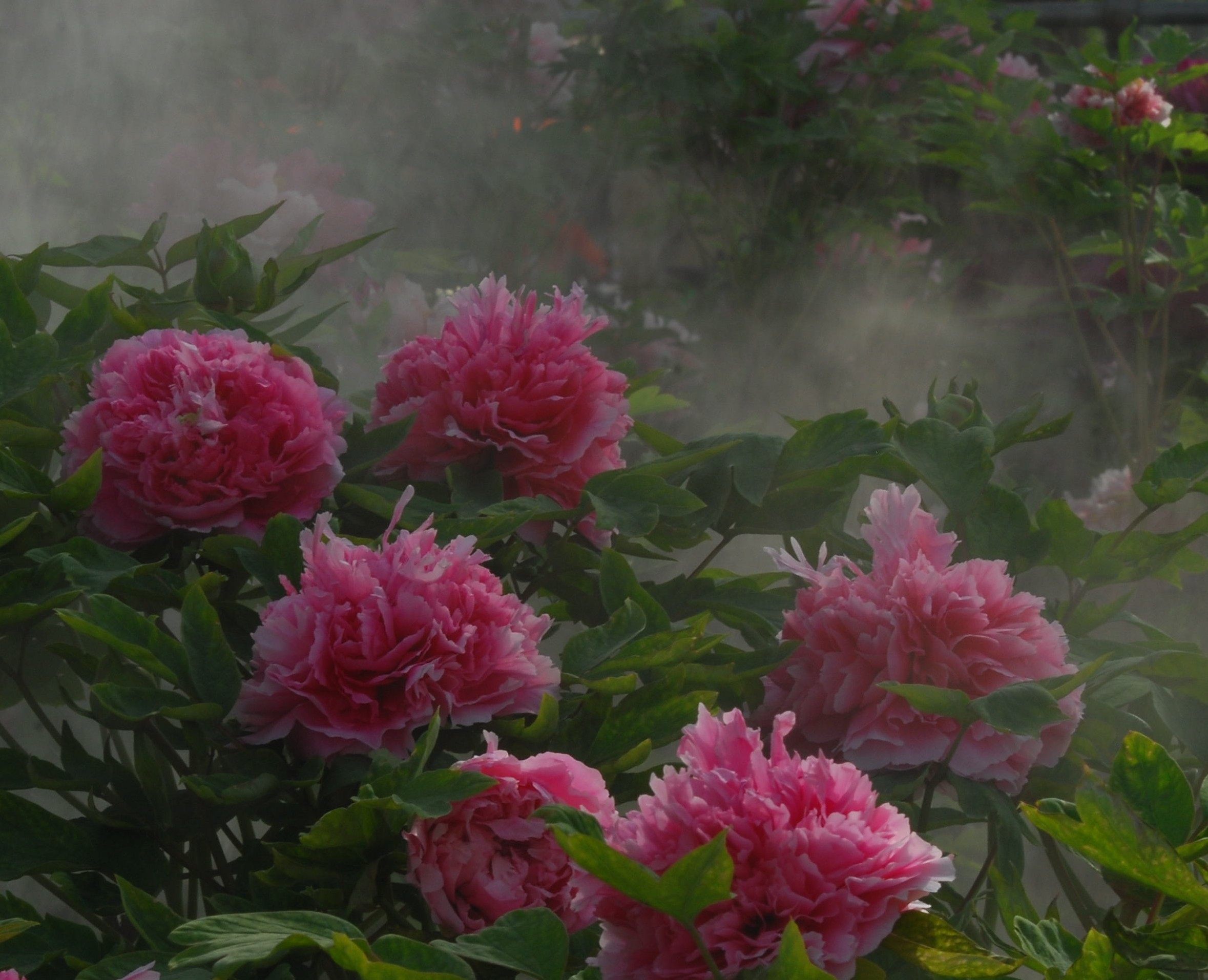 国花牡丹的开花过程及温度的重要性