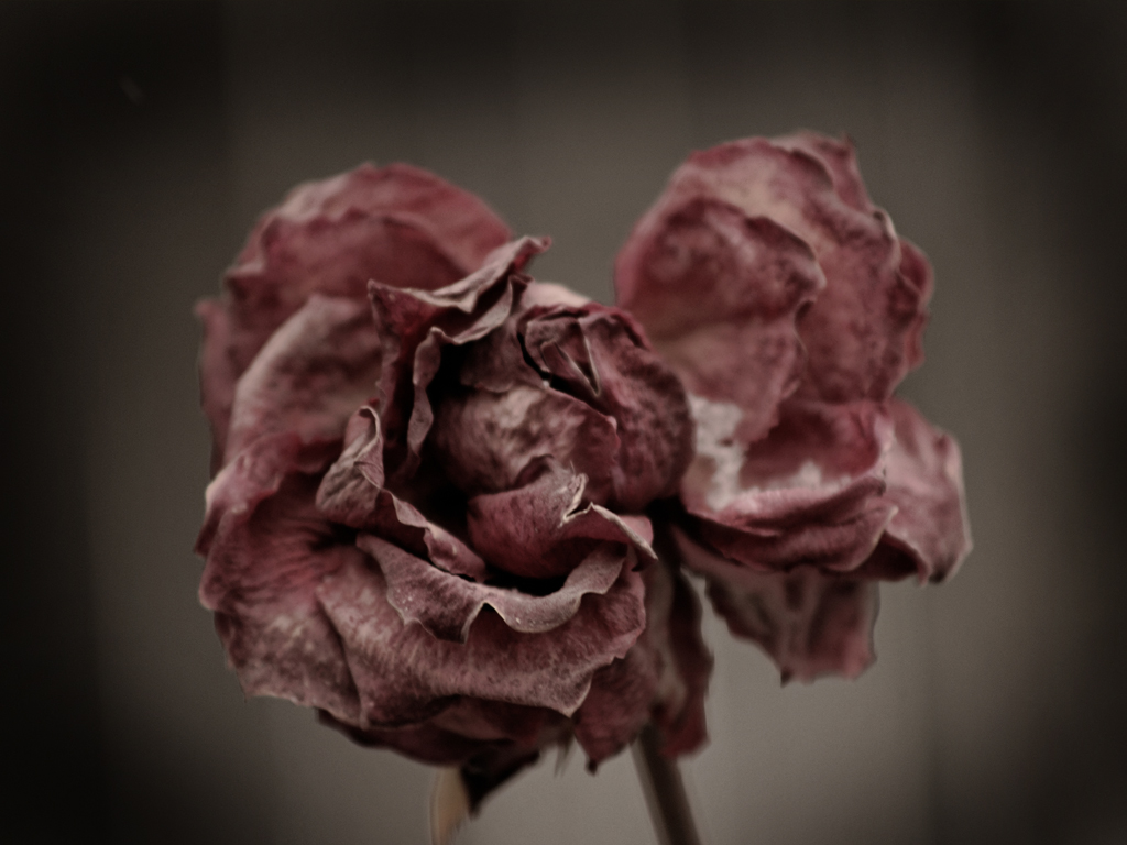 Photographer Jon Shireman's Liquid Nitrogen 'Broken Flowers' Will Blow ...
