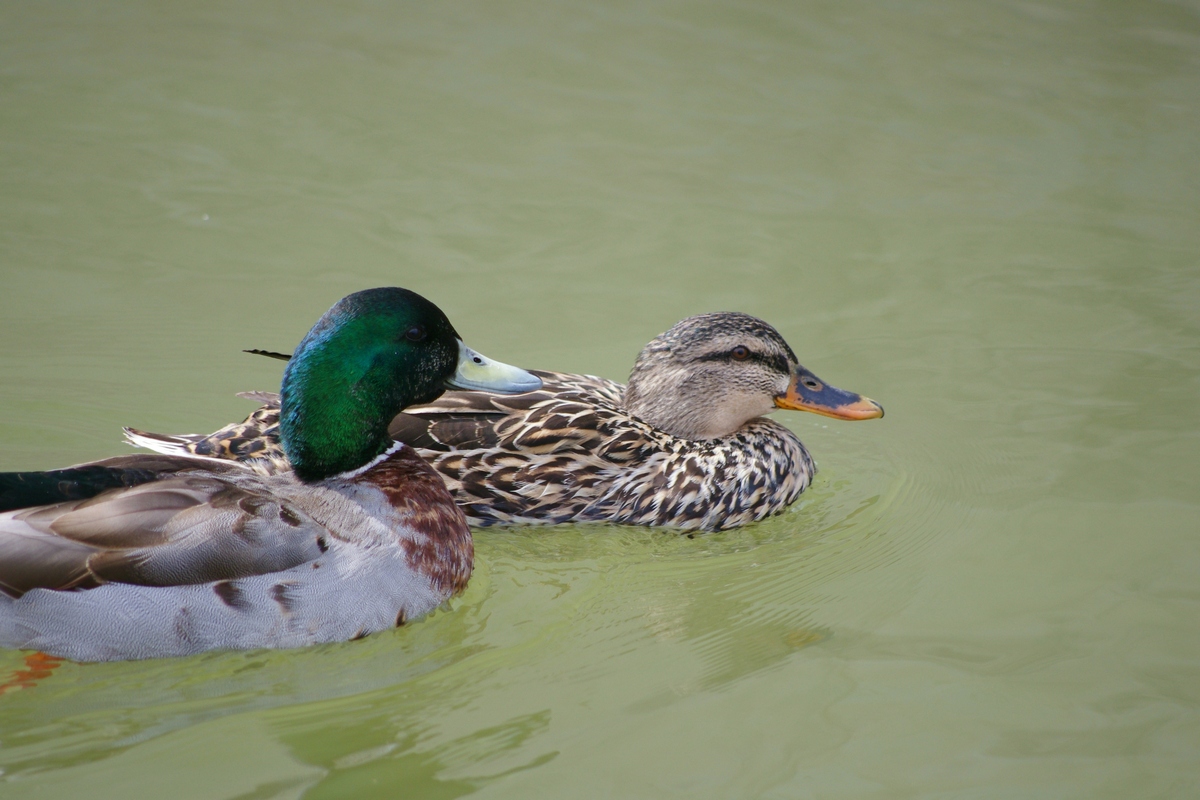 绿头鸭在春天的时候。2 免费下载照片 | FreeImages