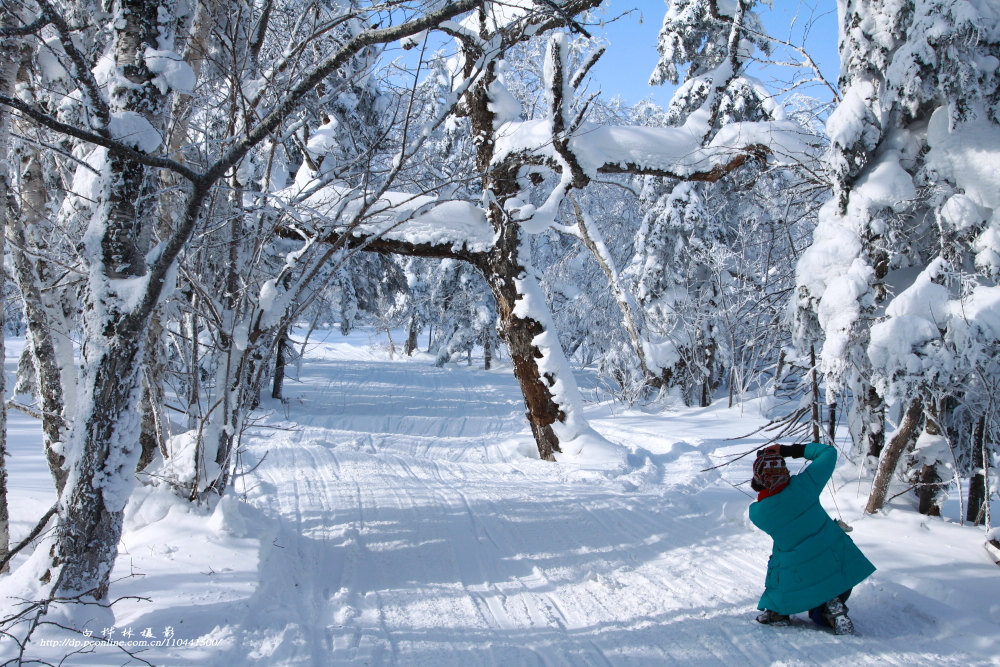 穿林海跨雪原