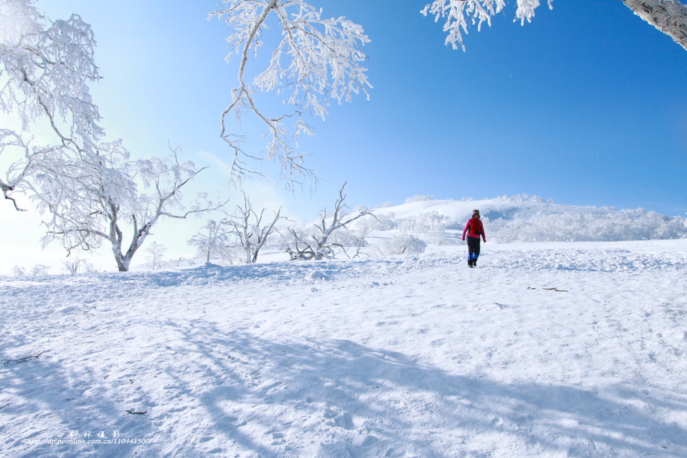 穿林海跨雪原