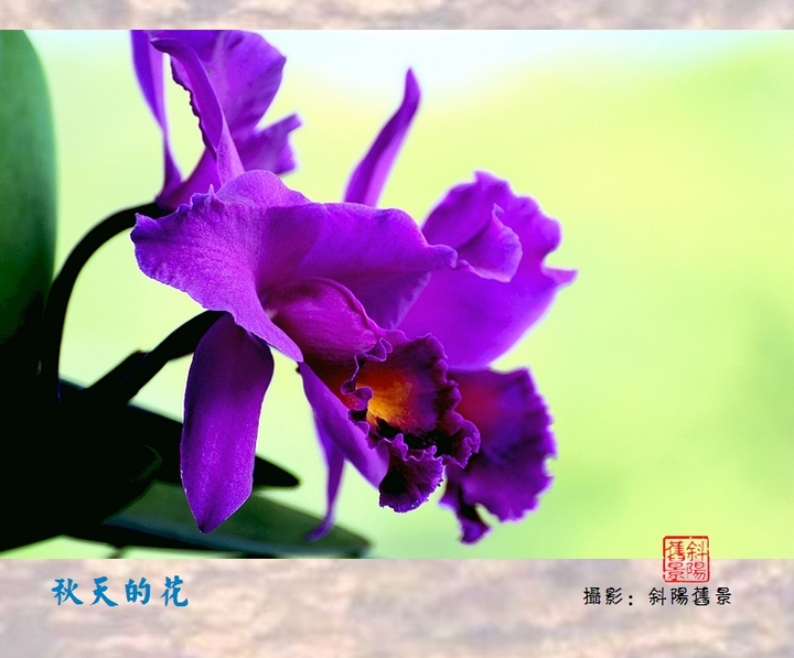 【秋天的花摄影图片】广州华南植物园生态摄影