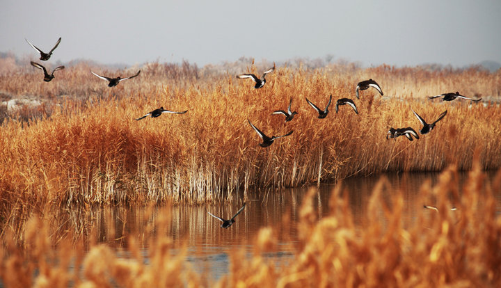 【艾比湖 野鸭摄影图片】新疆博乐生态摄影