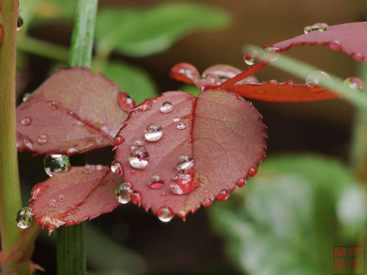 端阳雨露-史钊