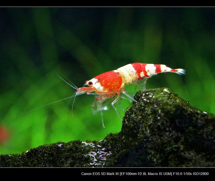【水晶虾摄影图片】杭州市生态摄影_太平洋电脑网摄影部落
