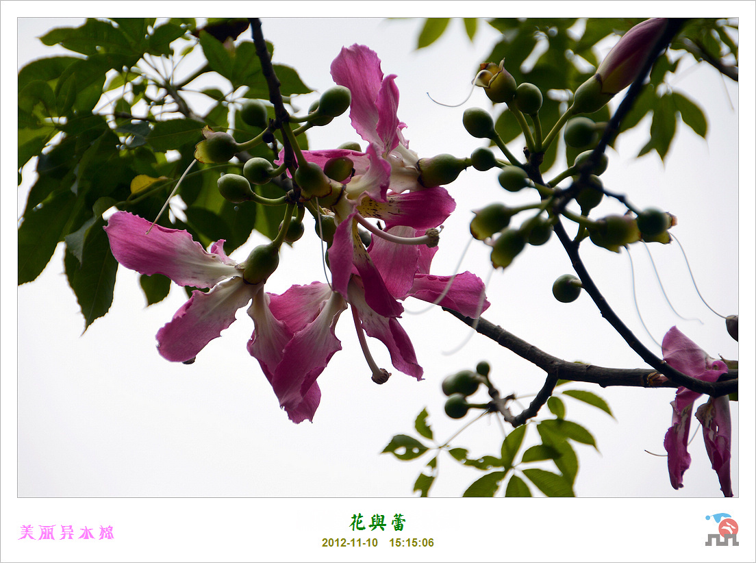 【美丽异木棉摄影图片】广州南站及云溪生态公