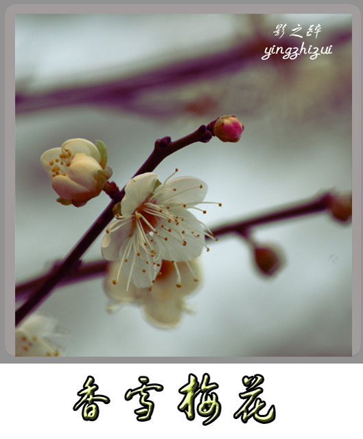 香雪梅花