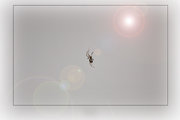 ϲ