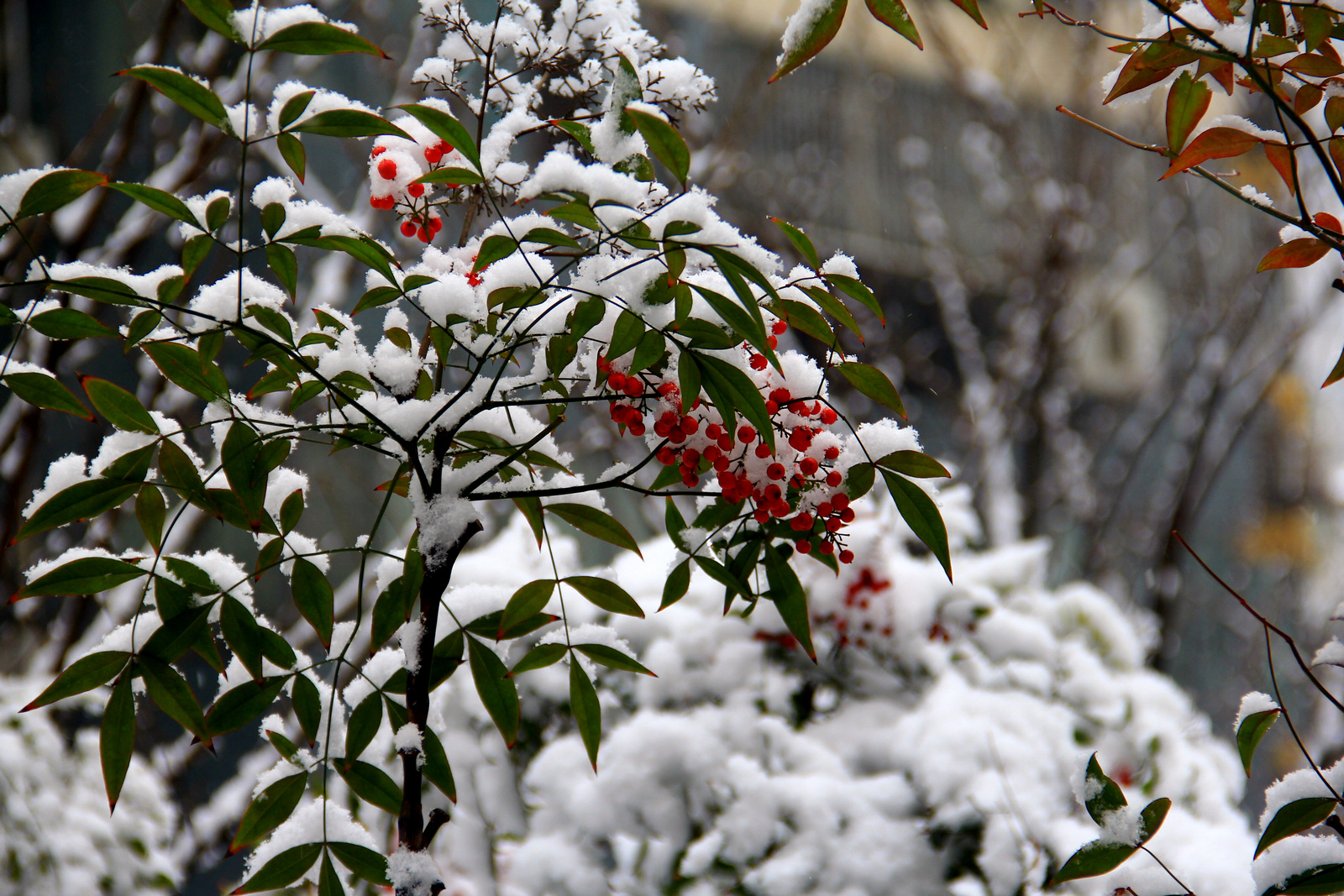 下雪了丰收可望了