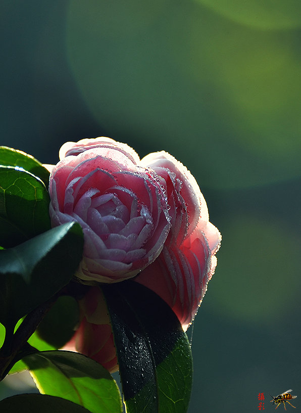 【雨后茶花摄影图片】广州生态摄影_太平洋电脑网摄影部落