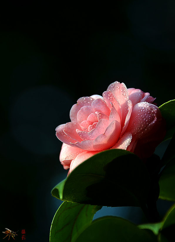 【雨后茶花摄影图片】广州生态摄影_太平洋电脑网摄影部落