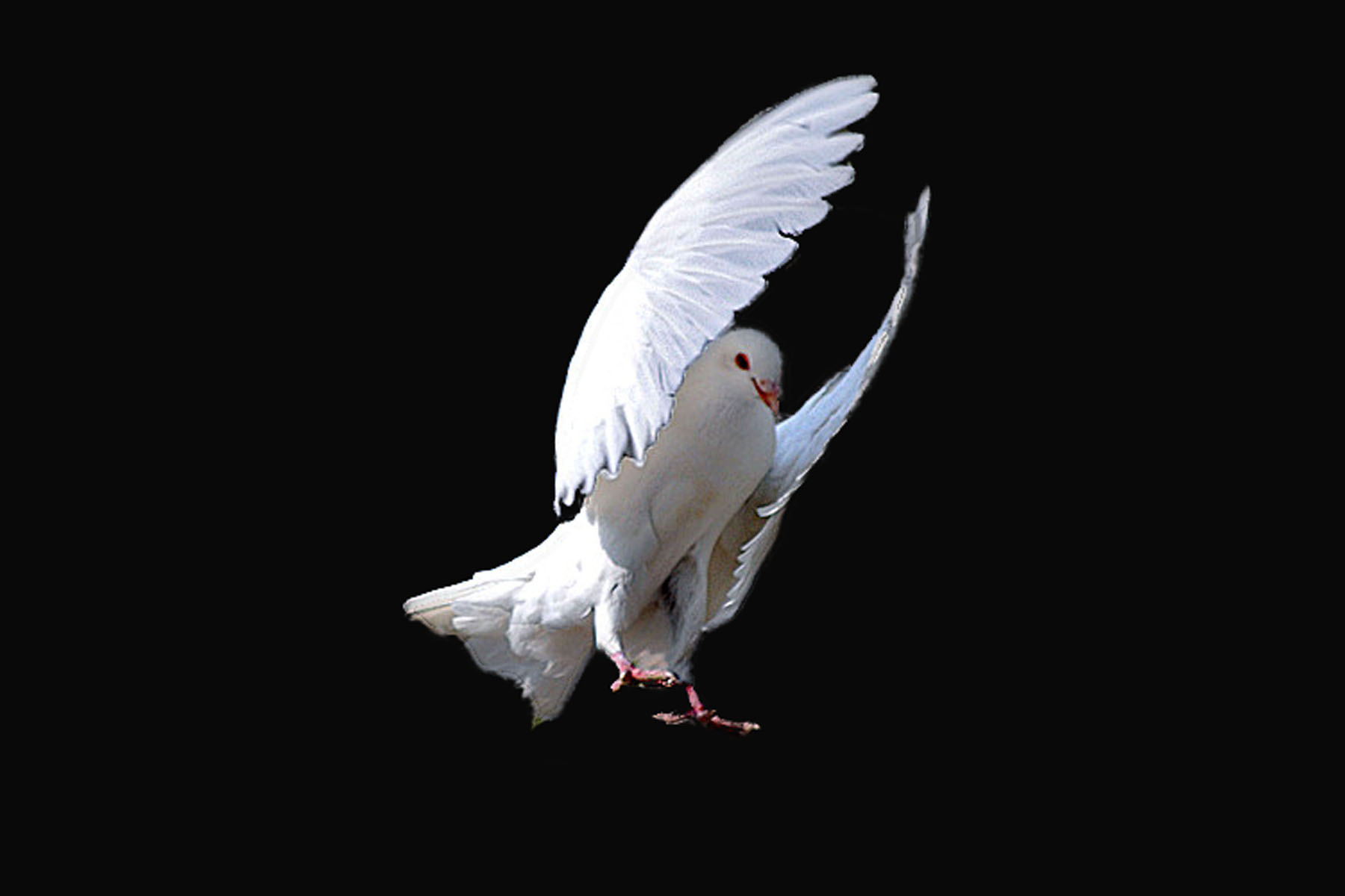 赛鸽翅膀和鸟类的翅膀的对比（图）-伟翔鸽-中信网各地鸽舍