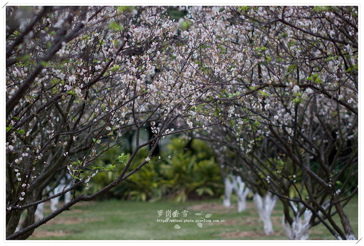 【萝岗香雪摄影图片】广州萝岗香雪公园纪实摄