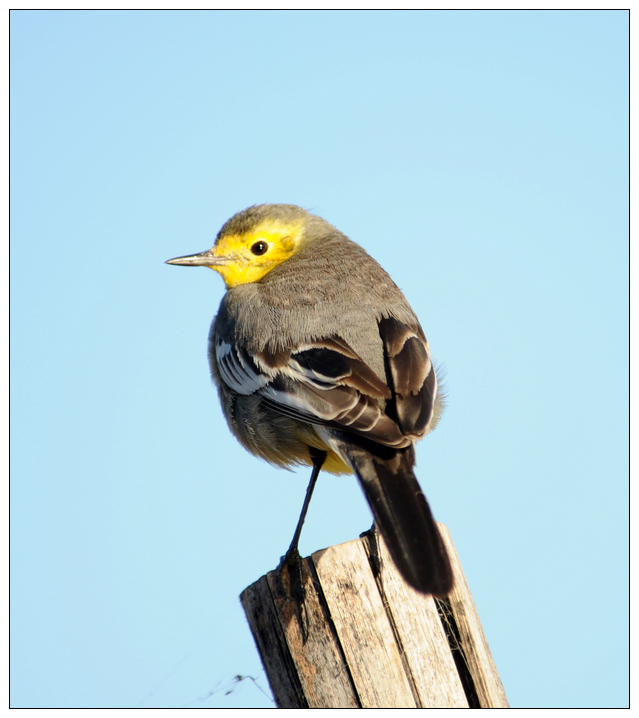 黄头鹡鸰 citrine wagtail