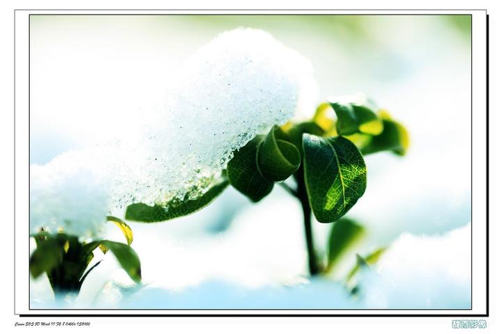 【雪中情摄影图片】安徽蚌埠生态摄影_甜哥影