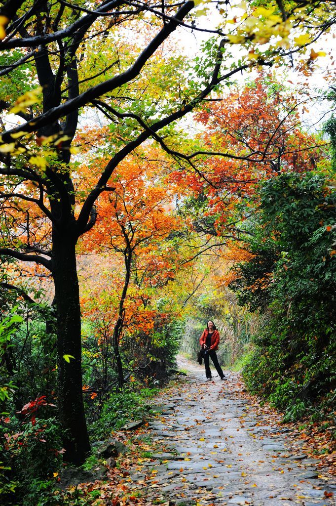 大罗山红枫古道